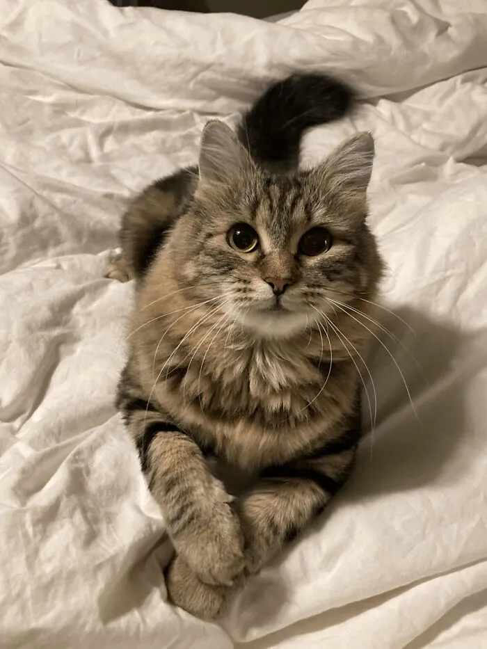 Neither Of Us Had Ever Had A Cat Before My Girlfriend And I Decided To Adopt This 2 Year Old Princess Called Zelda. Best Decision We Ever Made