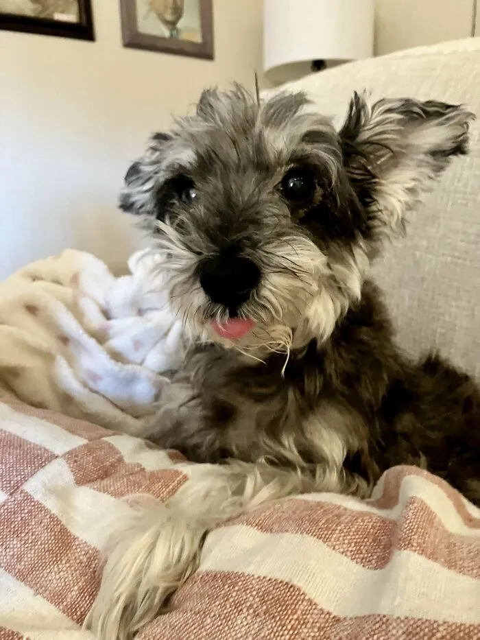 Decided It Was Time To Add To Our Family. So We Adopted This Rare 13 Year Old Pupper