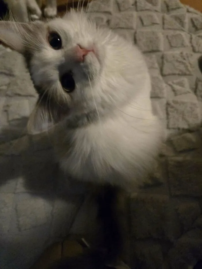 The Look This Foster Kitten Gave Me Before I Handed Her To Her New Adoptive Family