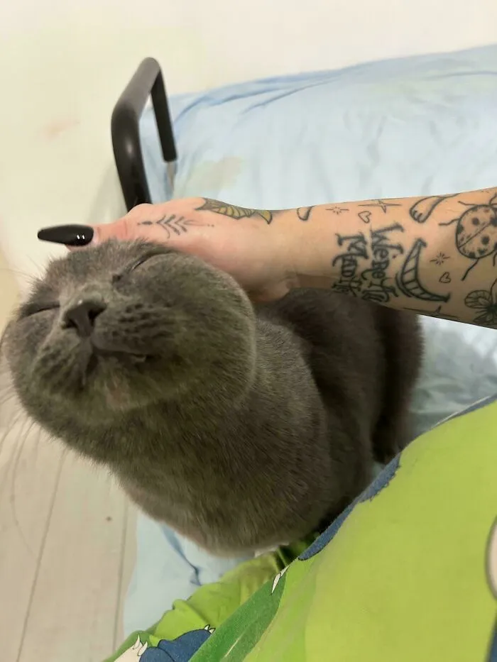 Photo Taken The Day After Adopting My Senior Cat