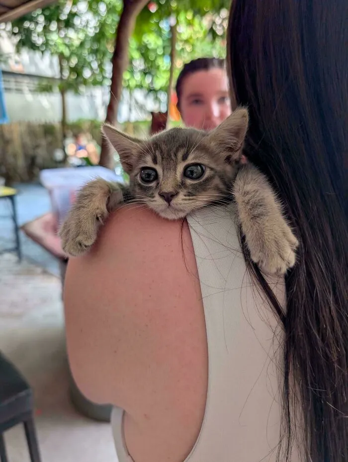 The Hostel I'm Staying In Found Him In The Back Ally And Adopted Him