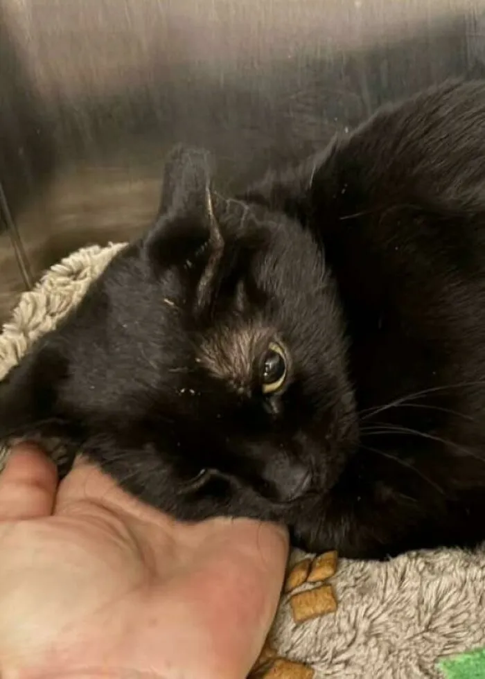 Adopted A Depressed Cat