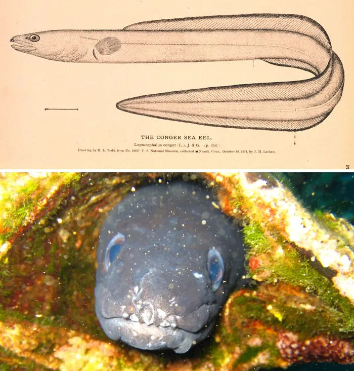 European Conger
