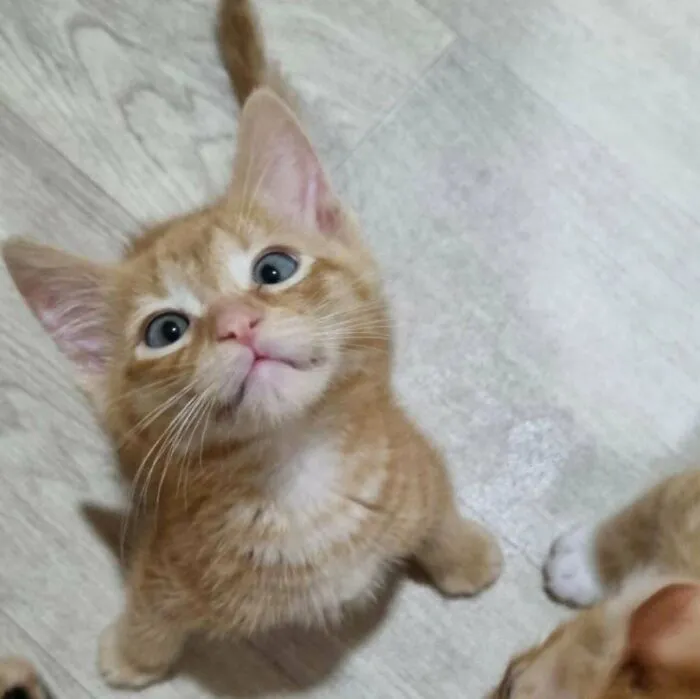 Adopted A Kitten Recently. Meet Aries