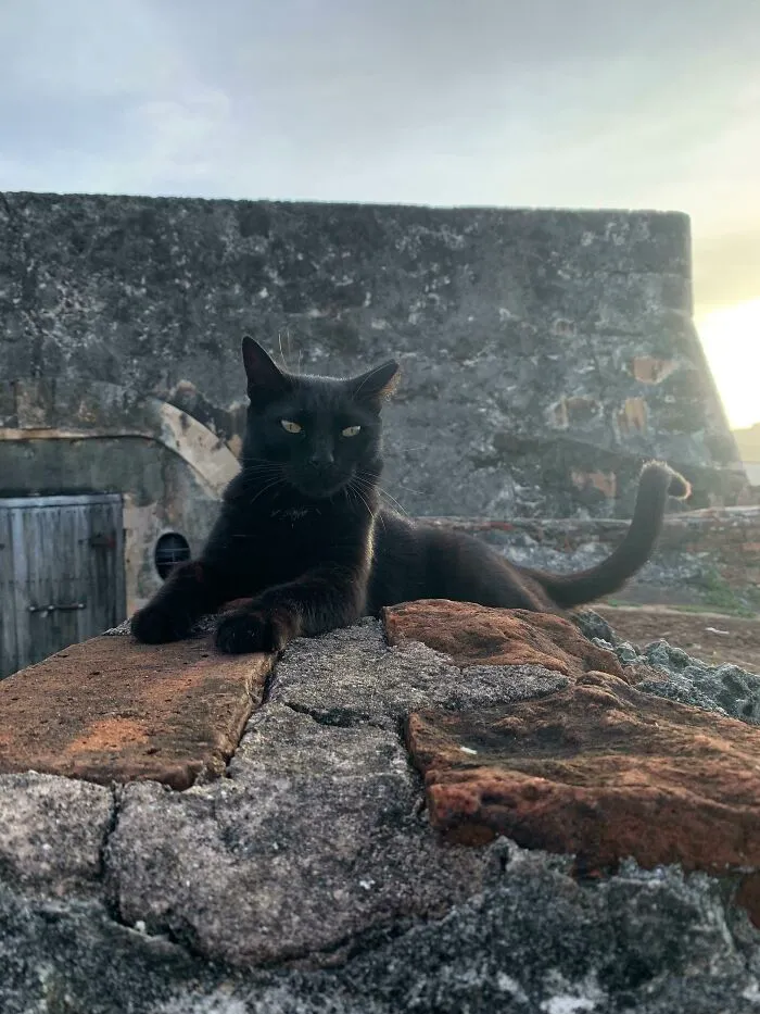 A Cat I Found At A Cemetery In San Juan