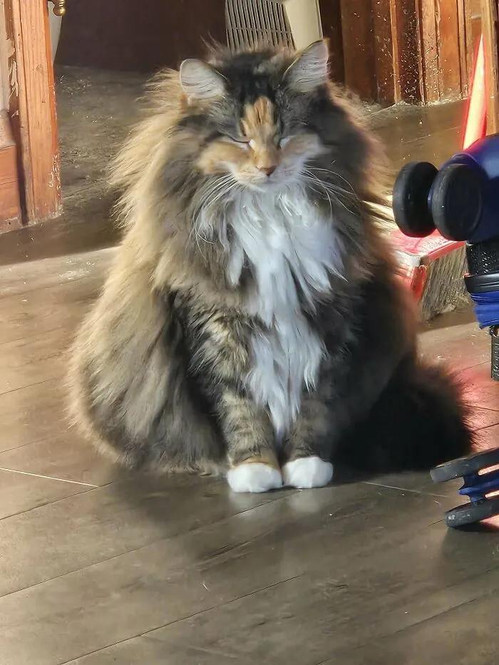 I Want To Share The Beautiful Tabico I Recently Adopted From The Shelter. Her Name Is Kiwi. So Much Floof