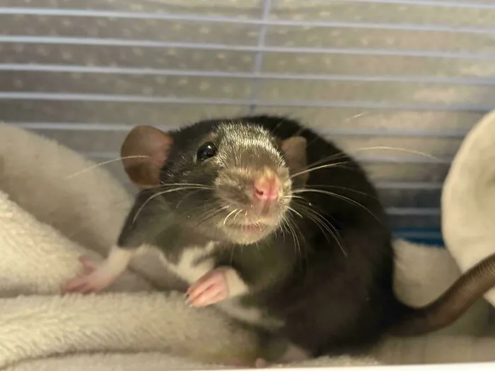 I Just Adopted Her From A Rat Rescue Last Night. She Really Said “🙂”