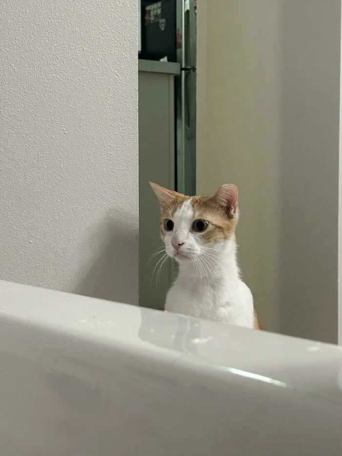 My Newly Adopted Stray Is Extremely Concerned That I’m Taking A Bath
