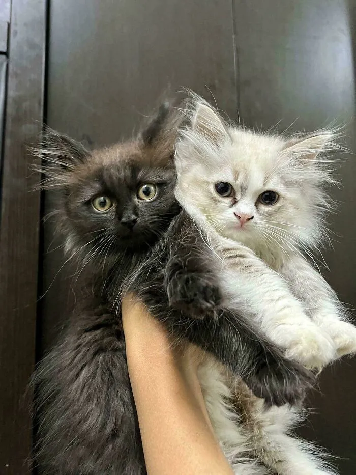 Two fluffy kittens, one black and one white, being held by a hand, representing pets adopted from a shelter.