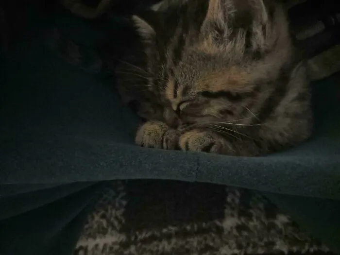 I Have Been Crying For The Past Hour Over My New Kitten