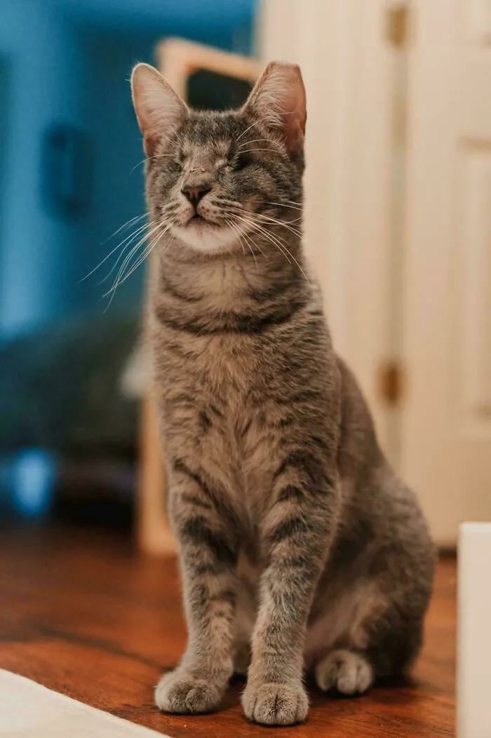 My Brother & Sister In Law Adopted This Beautiful Blind Cat! 🥰🥳