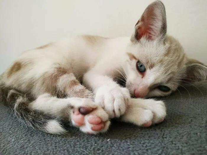 Seraphim, My New Baby