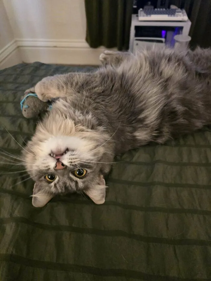 Meet Marley!