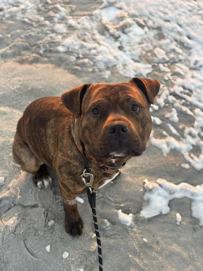 Adopted pet dog enjoying a day at the beach, looking curiously at the camera.