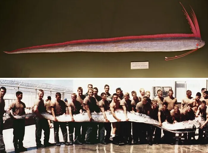 Giant Oarfish