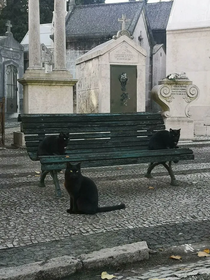 Just Three Black Cats Guarding A Cemetery. Definitely Not Witches. Nothing Suspicious Going On Here