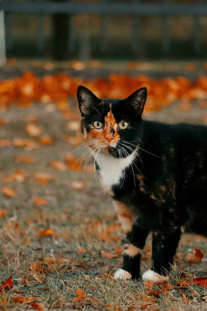 I Took A Picture Of A Cat At A Cemetery