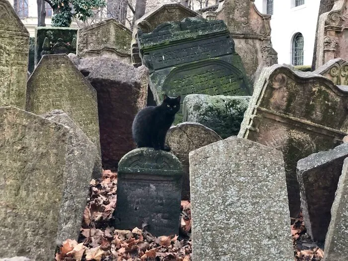 Mysterious Black Cat At The Jewish Cemetery In Prague