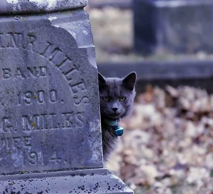 My Dad Photographs Cemeteries As A Hobby. He's A Cemetery Cat He Stumbled Across