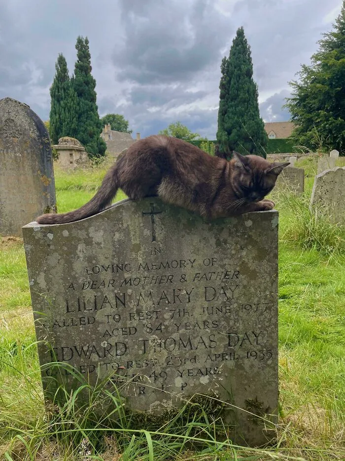 Cemetery Cat In Lower Slaughters, Cotswolds. She Came Prancing Up To Us And Allowed Us To Cuddle Her. We Named Her Lilian As It Felt Appropriate