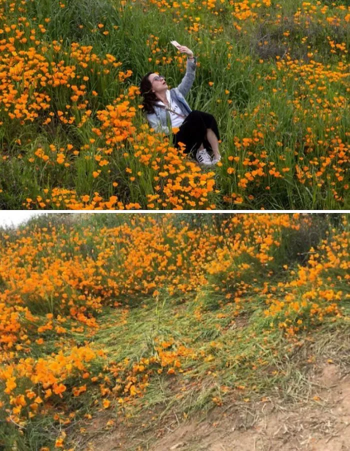 Influencers de redes sociales están destruyendo la superfloración de California