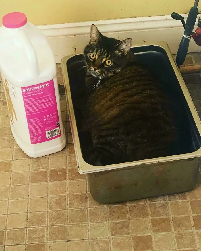 Cat sitting in a metal tray next to a container of cat litter on a tiled floor.