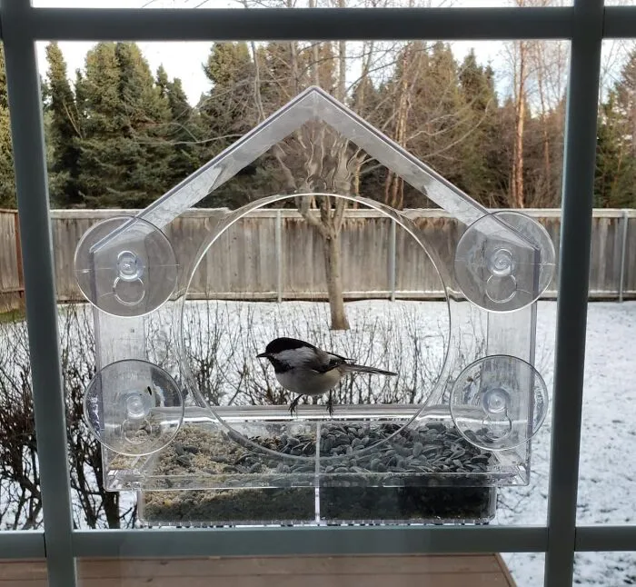 <a style="display:inline;" href="https://www.amazon.com/Window-Feeder-Nature-Anywhere-Sliding/dp/B00TI7OPP2?ie=UTF8&th=1&linkCode=ll1&tag=bpfish-20&linkId=4fdd721ce1e504d8895480b43add4e2a&language=en_US&ref_=as_li_ss_tl " target="_blank"> "<span Style="Font:inherit;color:#d74b1f;">Bird feeder</Span> and bath, love watching them birds eat play in the water." - <span Style="Font:inherit;color:#808080"> NastyButler667</Span>