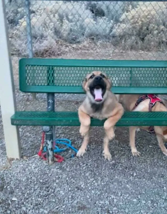 First Time At The Dog Park And He’s Just In Love With This Bench 😅