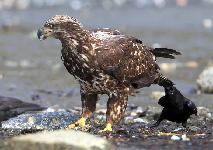 50 Cool And Interesting Facts People Learned About Animals