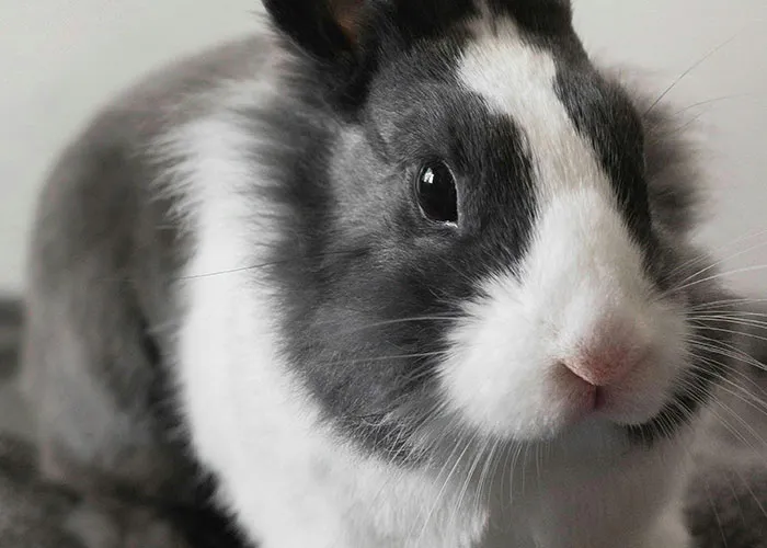 People With Impossibly Dumb Pets Share Their Stories, Here Are 45 Of The Most Unhinged Ones