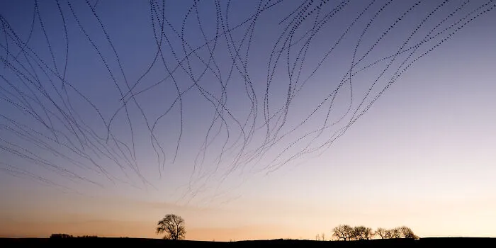 This Artist Captured 20 Mesmerizing Photos That Turn Bird Migration Into A Work Of Art