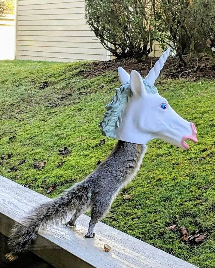 This <a Style="Display:inline;" Href="Https://Www.amazon.com/Accoutrements-Squirrel-Feeder-Unicorn-Standard/Dp/B014lioc64?ie=utf8&linkcode=ll1&tag=bpiguana-20&linkid=1904dfa850ad6ec61cd15f844c6c7d2e&language=en_us&ref_=as_li_ss_tl" Target="_blank"> <span Style="Font: Inherit; Color: #d74b1f;"> Unicorn Head Squirrel Feeder </Span> Turns Your Backyard Into A Magical Woodland Kingdom, One Snack-Happy Squirrel At A Time