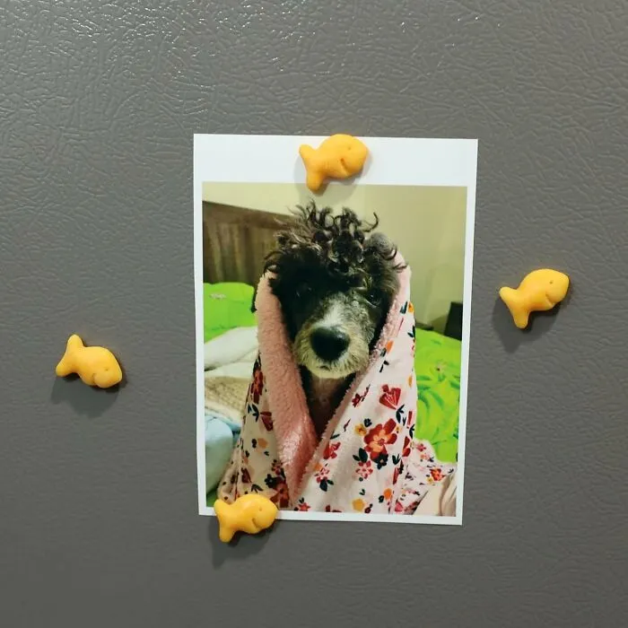 A Playful Nod To A Childhood Snack Favorite, This <a Style="Display:inline;" Href="Https://Www.amazon.com/Goldfish-Magnets-Fridge-Holdfish-Crackers/Dp/B0dgvpzcm2?crid=29jz9uuaaqblh&dib=eyj2ijoimsj9.3ymj4hbo_1z1tcqe7a7fuv8aillcgrpym_v1q-Crwmg0jwnldj5znkruymr_lar0guxjfxmj1-Z3klrohghtkte9lpbgjlovn694d_94rheyrmjsuf3dnzhzrovngiykdgltaarbbvtmipot-Ly4gdi4j9xg4fjxpu2jsm7spt-NY14awcdniyy4-Nfi9oakxy83i6ccho-E67s5zei0pjz658xyplasezaohhplgmfew8lcbzxpgvsipdmel03xdepxrg97sf0c89i4fee6kcw-Mg_rn8sq3uknwua1vf1xthdtvnq-M9e5hibcth2djhlnf0c7vofaldy8gdzoiu5n8tusvbuz0eao3-I1mi5bmgvk6celbcktllqwthqvcx7maur-Fu73kgwypk7qzbokkhvt9z0m1t-Nkw3ny6skmqimgbnsnkgpwswp93d0.s_rhzmehz0sq5ryunm44corht2vr-A99aktuorc9csq&dib_tag=se&keywords=funny+magnets&qid=1739294016&sprefix=funny+magnet%2caps%2c219&sr=8-27&linkcode=ll1&tag=bpwoodpecker-20&linkid=888a7ab5be7bbd6e7349f26b16448825&language=en_us&ref_=as_li_ss_tl" Target="_blank"><span Style="Font: Inherit; Color: #d74b1f;"> Goldfish Cracker Magnet</Span> Brings A Smile To The Fridge And A Touch Of Nostalgia To Your Kitchen