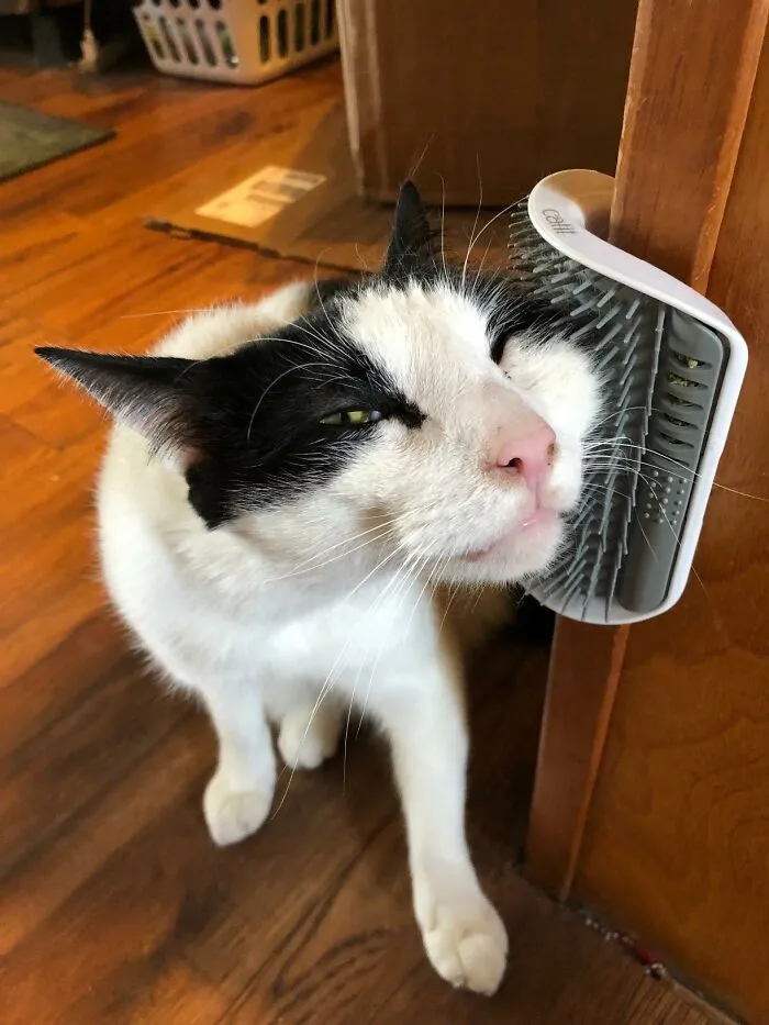 This <a Style="Display:inline;" Href="Https://Www.amazon.com/Catit-Senses-2-0-Self-Groomer/Dp/B00d3ni2pg?ie=utf8&linkcode=ll1&tag=bpgoldfish-20&linkid=f70e9a1932743889102ebc798415f066&language=en_us&ref_=as_li_ss_tl" Target="_blank"><span Style="Font: Inherit; Color: #d74b1f;"> Self-Grooming Cat Brush </Span> Lets Your Feline Friend Pamper Themselves While You Binge-Watch Netflix, Because Sometimes Even Cats Need A DIY Spa Day