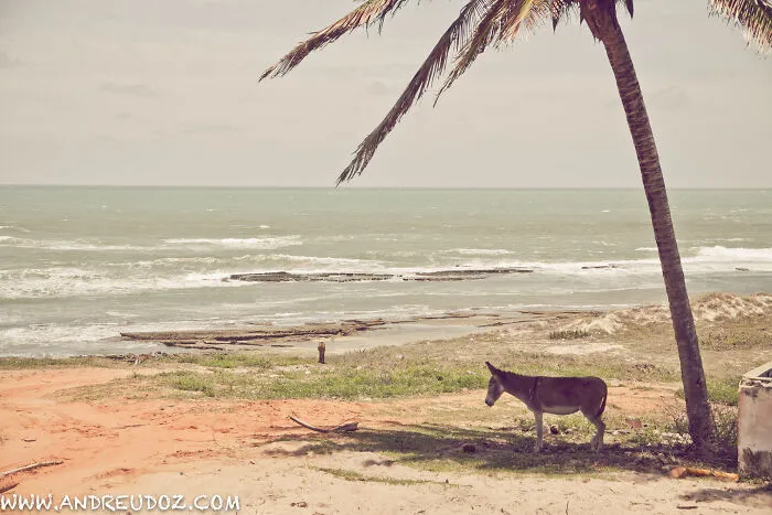 Donkey And Sibauma Beach, 2012