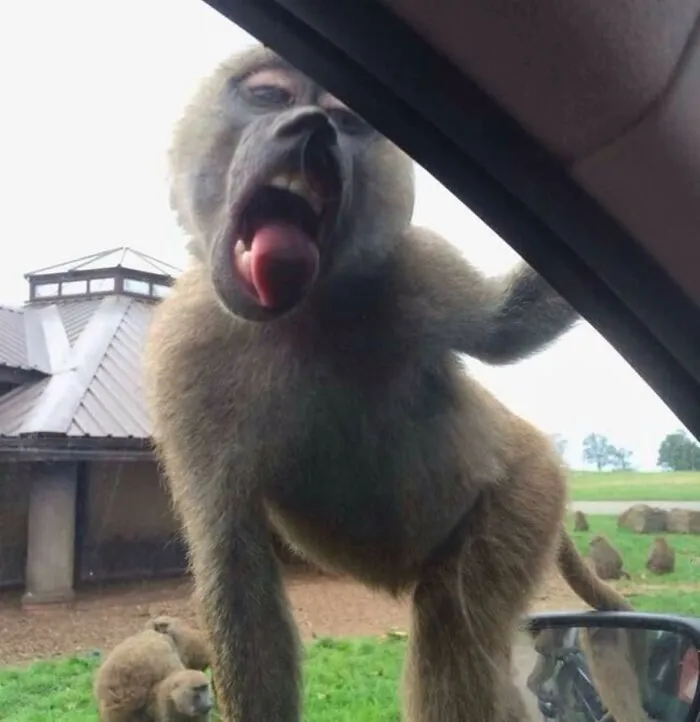 Mono actuando sin sentido, pegado a la ventana de un coche, mostrando su lengua divertida.
