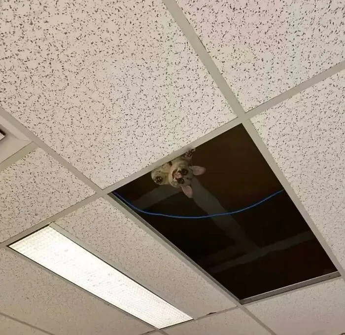 42 Animales actuando sin sentido al activar su modo «goblin» (nuevas fotos)