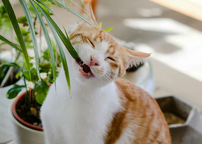 People With Impossibly Dumb Pets Share Their Stories, Here Are 45 Of The Most Unhinged Ones
