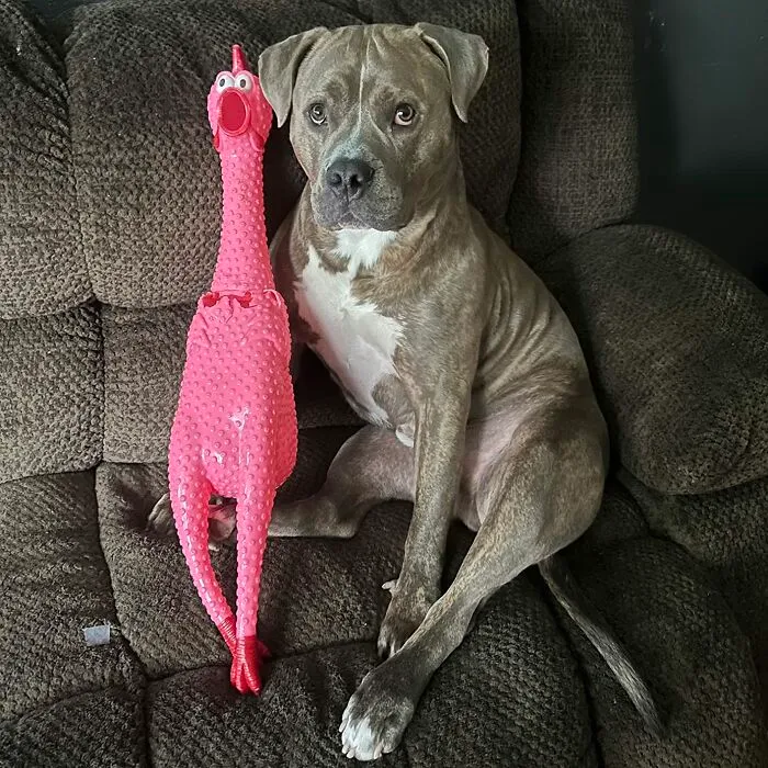 Why Settle For A Normal Desk Toy When You Can Have A <a Style="Display:inline;" Href="Https://Www.amazon.com/Animolds-Crazy-Huge-Rubber-Chicken/Dp/B08mwqtbds?ie=utf8&th=1&linkcode=ll1&tag=bpyak-20&linkid=927e4d0878a2d6e9dd3b247a6a72c7c3&language=en_us&ref_=as_li_ss_tl" Target="_blank"><span Style="Font: Inherit; Color: #d74b1f;"> Giant Rubber Chicken </Span> That's Guaranteed To Bring Fowl Humor And Questionable Sanity To Your Workspace