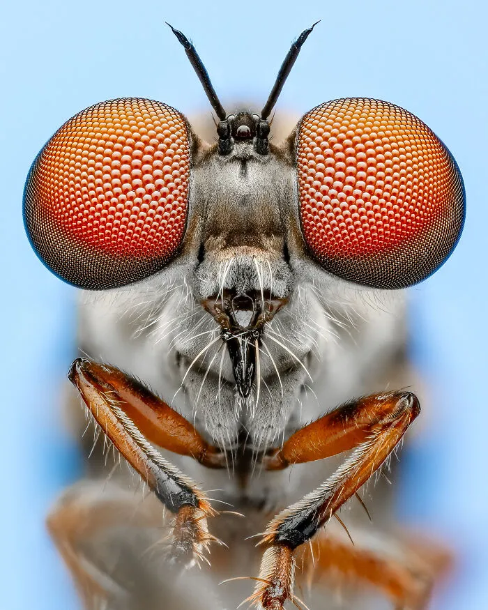 "Vibrant Bugs" By Benjamin Salb