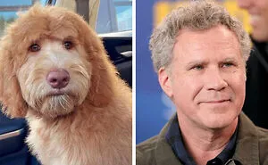 I Found Dogs That Look Incredibly Similar To Some Celebrities (9 Pics)
