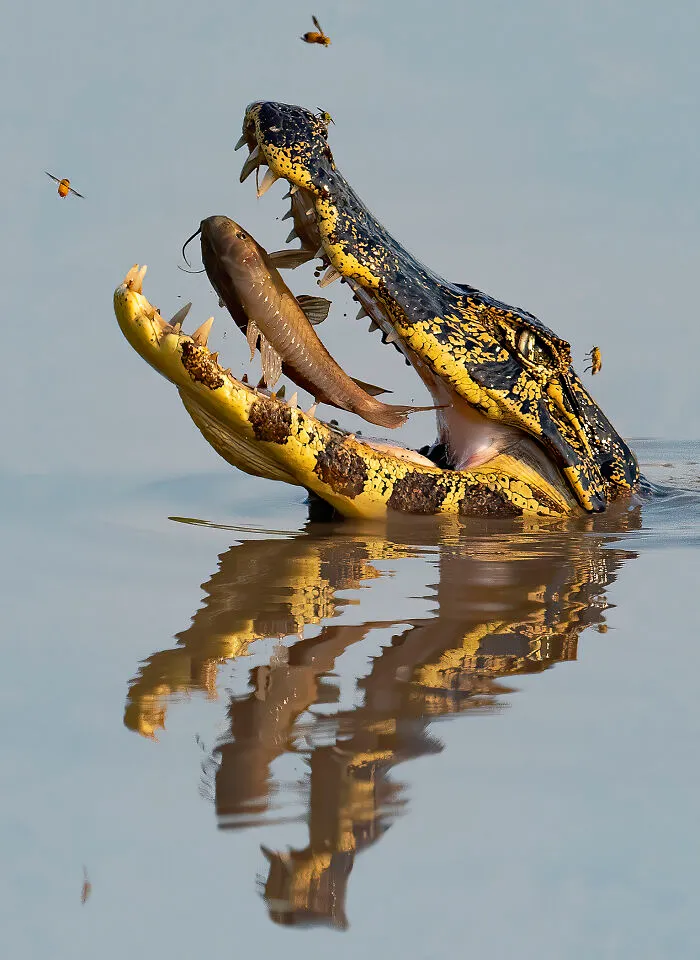 "Gotcha!" By Ron Magill