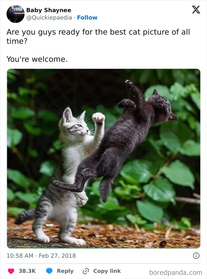 "Stuff With Cats": 50 Silly Cat Memes To Make You Smile