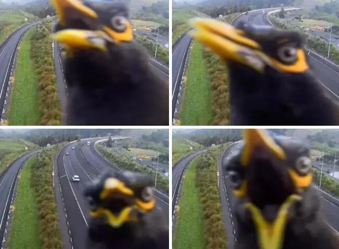 Myna Bird Covers Traffic Camera In Nz