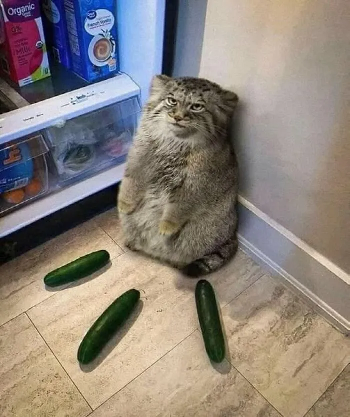 Fluffy cat sitting near open fridge with cucumbers on the floor, wholesome animal scene.