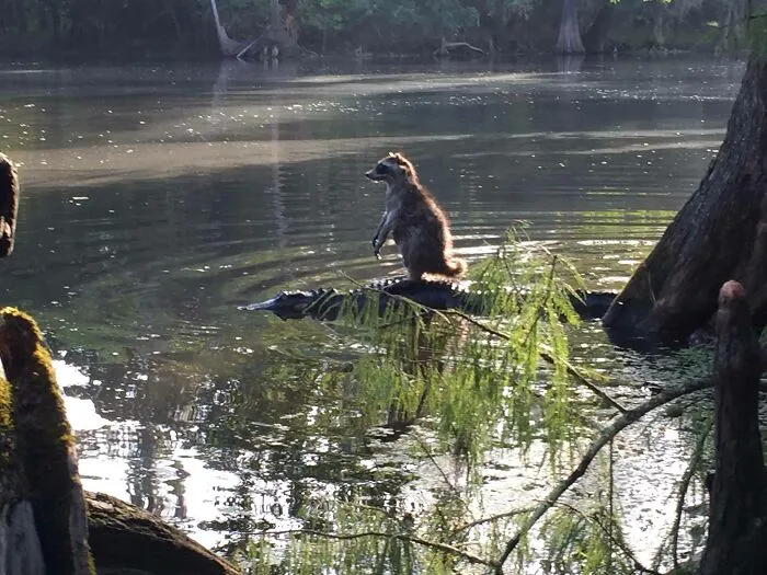 Someone In Florida Snapped A Picture Of A Raccoon Riding A Gator At The Ocala National Forest