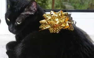 Hey Pandas, Please Post The Weirdest Pic Of Your Cat