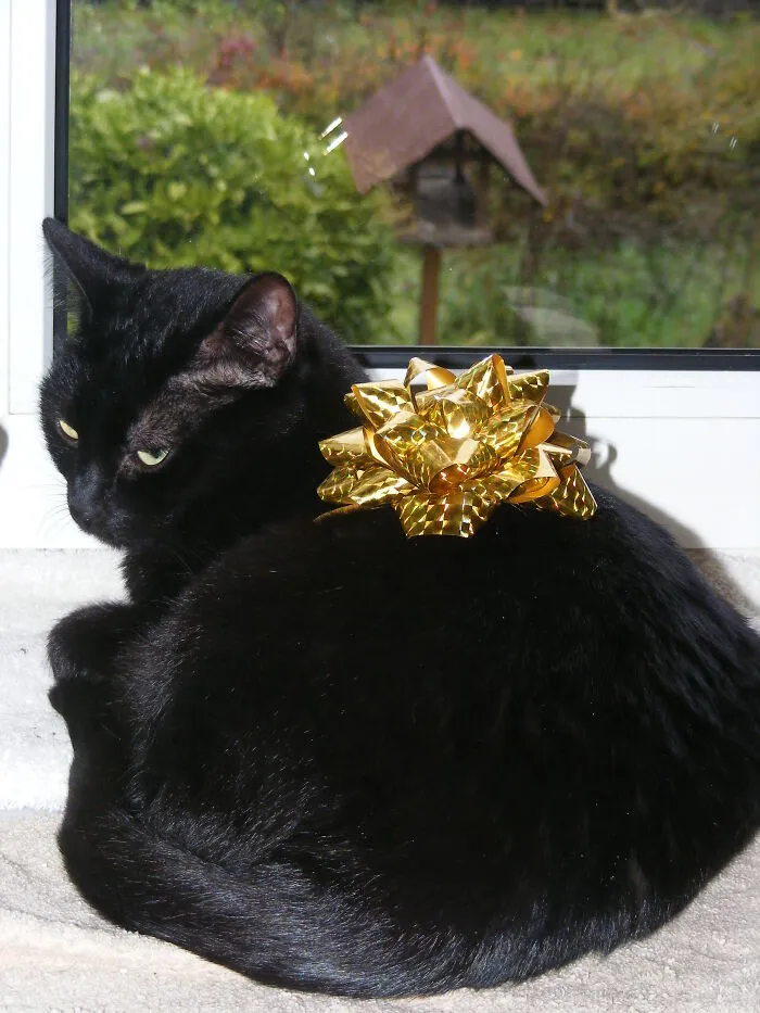 Baghira Not Impressed