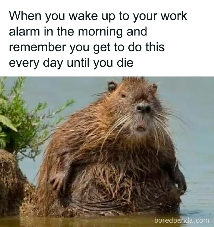 Wet rodent with a humorous expression, illustrating dad humor about waking up to a work alarm daily.