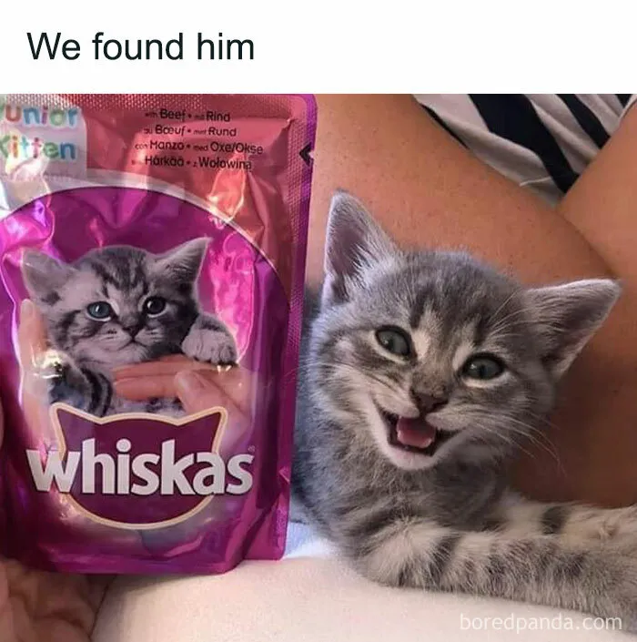 "Stuff With Cats": 50 Silly Cat Memes To Make You Smile